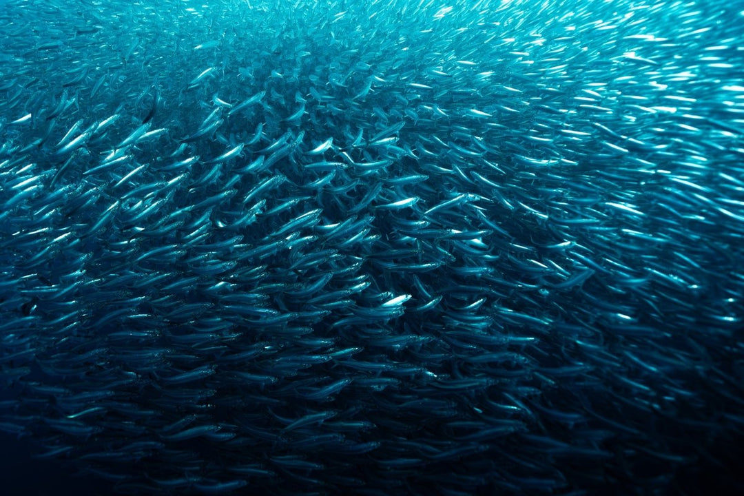 Silver Sea (1 of 5)