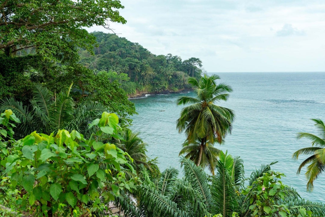 Lush green palm trees and forest overlooking the calm sea with a canoe paddling in the warm ocean water.
