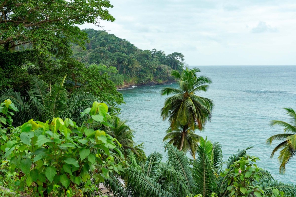 Lush green palm trees and forest overlooking the calm sea with a canoe paddling in the warm ocean water.