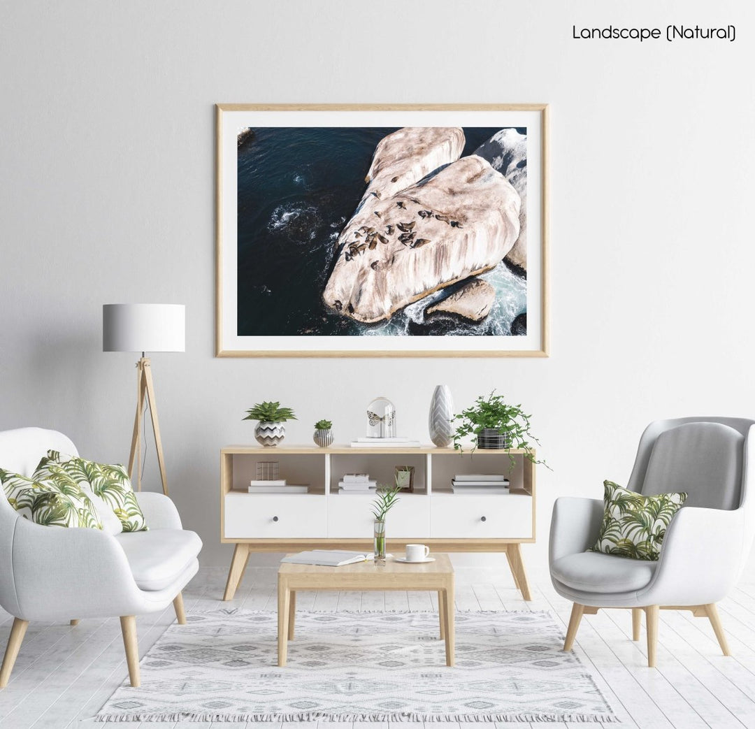 Aerial of seals lying on a big rock at Oudekraal Cape Town in a natural fine art frame