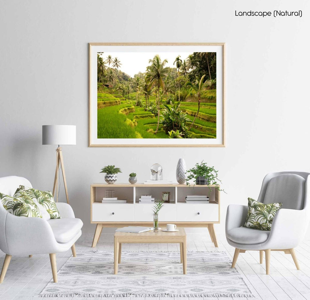 Palm trees in Bali, Indonesia