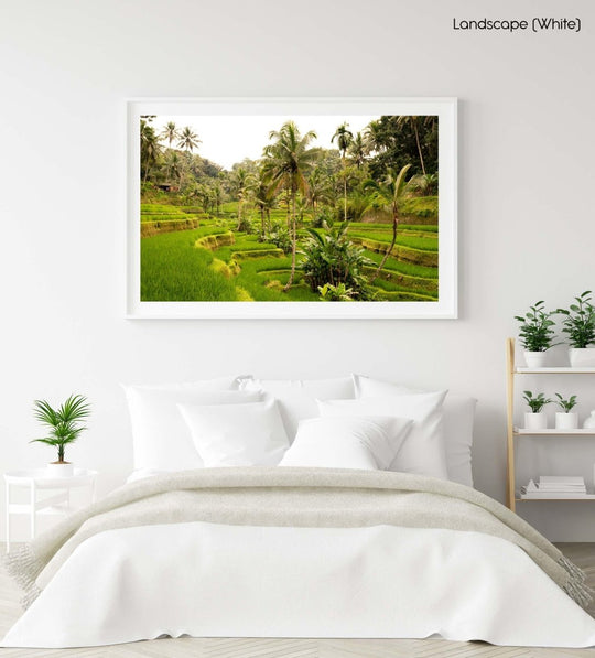 Palm trees in Bali, Indonesia