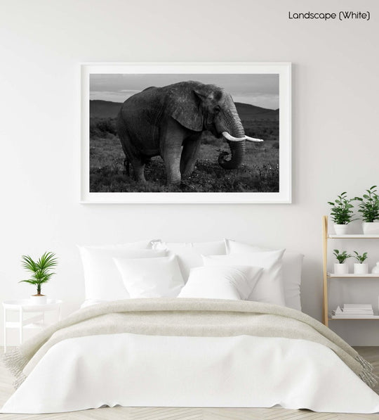 Elephant standing and eating in madikwe reserve