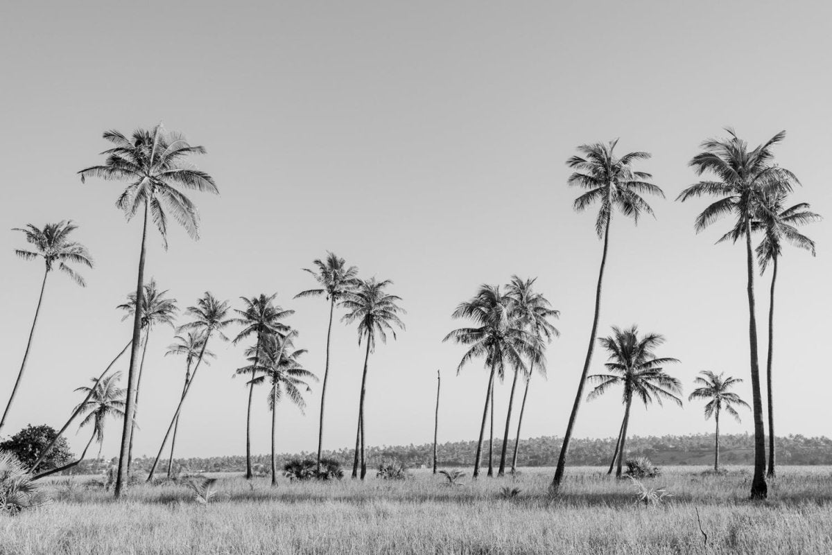 Palm trees in Tofo, Mozambique