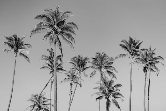 Palm trees in Tofo, Mozambique