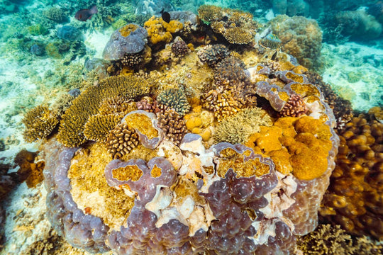 Colourful coral garden image taken underwater on two mile reef snorkel in Bazaruto Archipelago, Mozambique