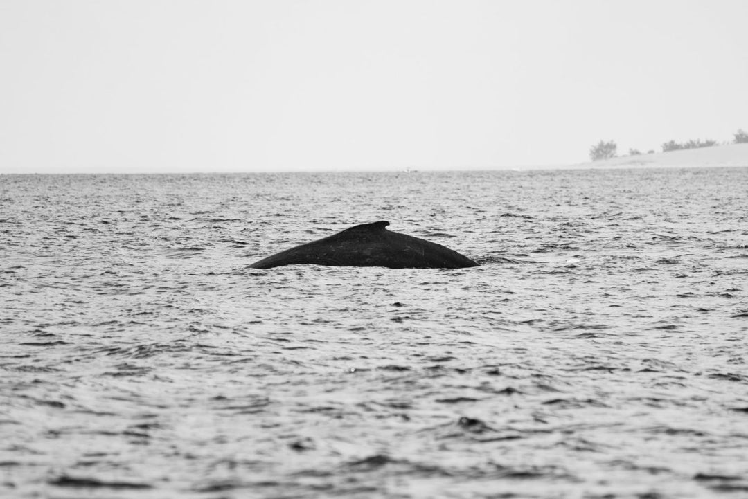 Black and white image of humpback whale breaching through indian ocean on a boat tour in Bazaruto Archipelago, Mozambique