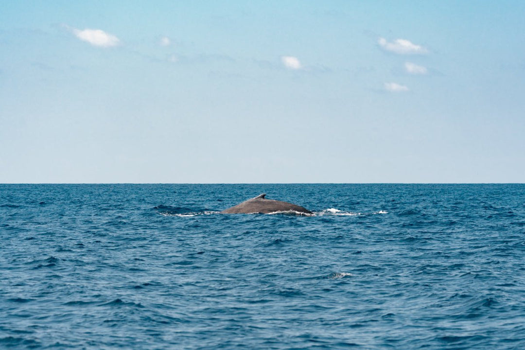 Humpback whale breaching in clear blue ocean on a boat tour in Bazaruto Archipelago, Mozambique