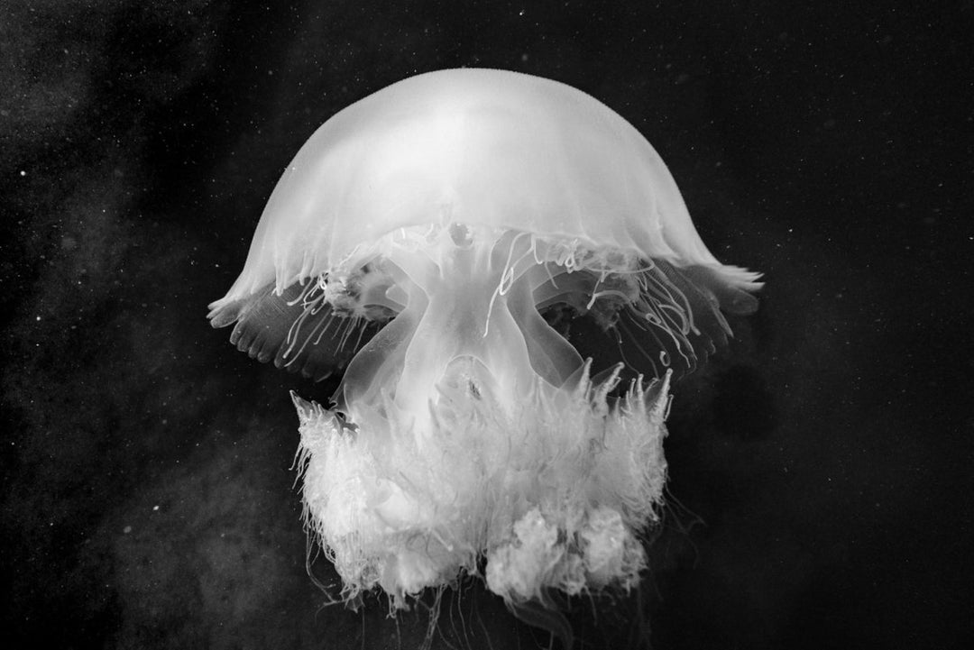 Black and white image of jelly fish swimming along the shore of Tofo, Mozambique