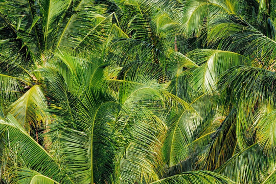 Image of palm tree leaves hanging in Indonesia.