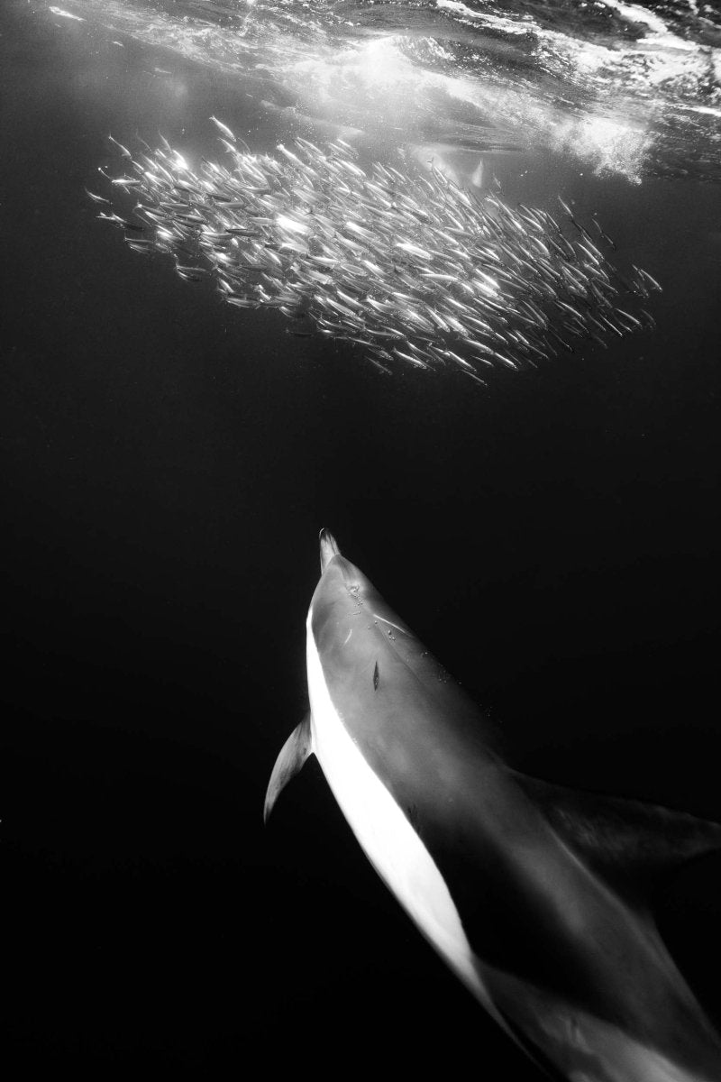 Dolphin stalking its sardine bait ball in black and white.