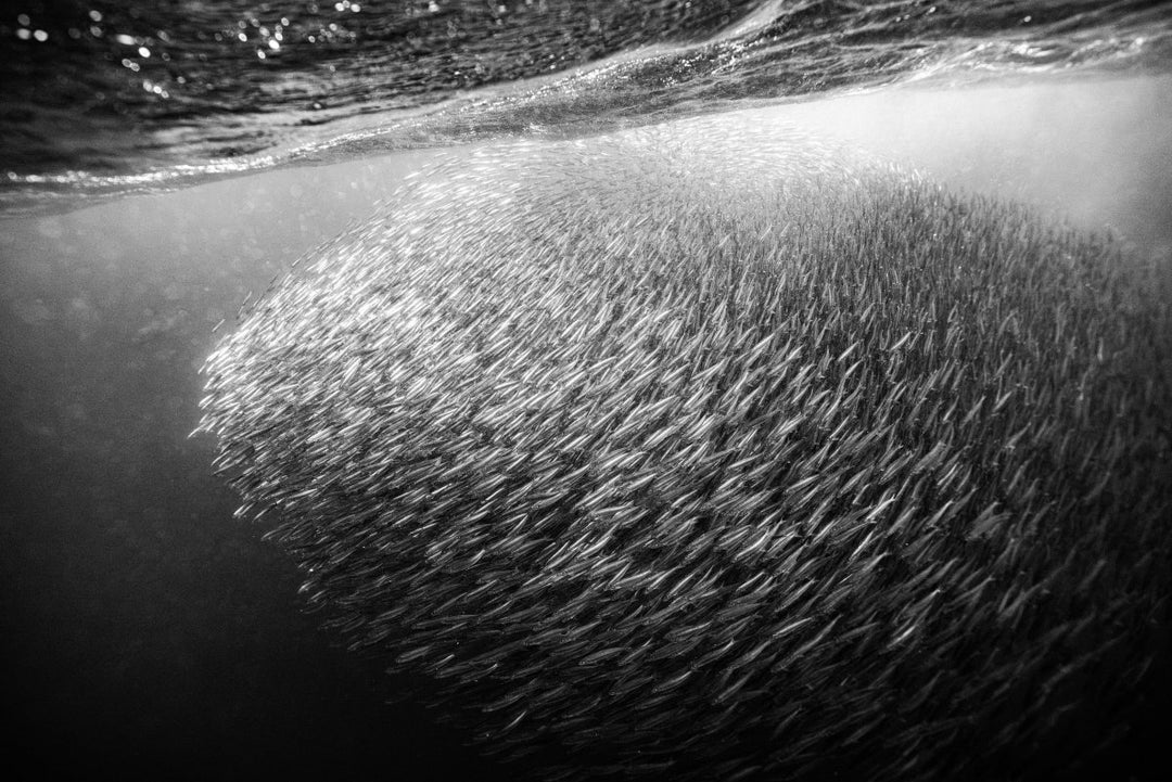 Underwater image taken while freediving with the Sardine Run along the wild coast of South Africa.
