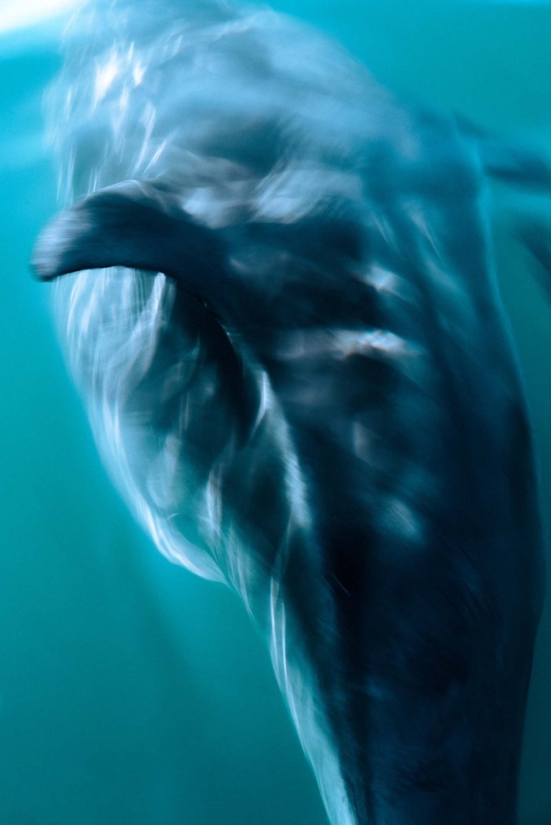 Dolphin just below the surface captured from moving boat.
