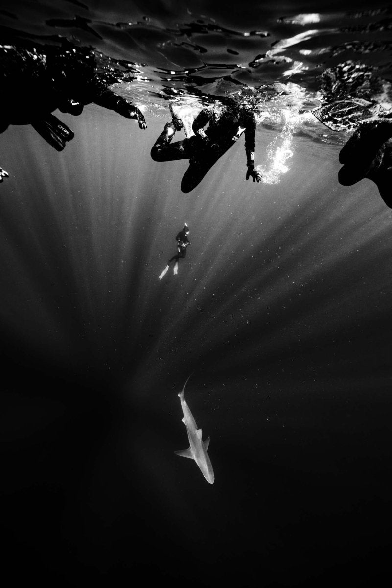 A shark swims beneath snorkelers and freedivers in black and white.