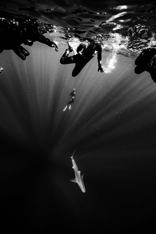 A shark swims beneath snorkelers and freedivers in black and white.