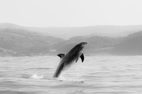 Breach (1 of 5)