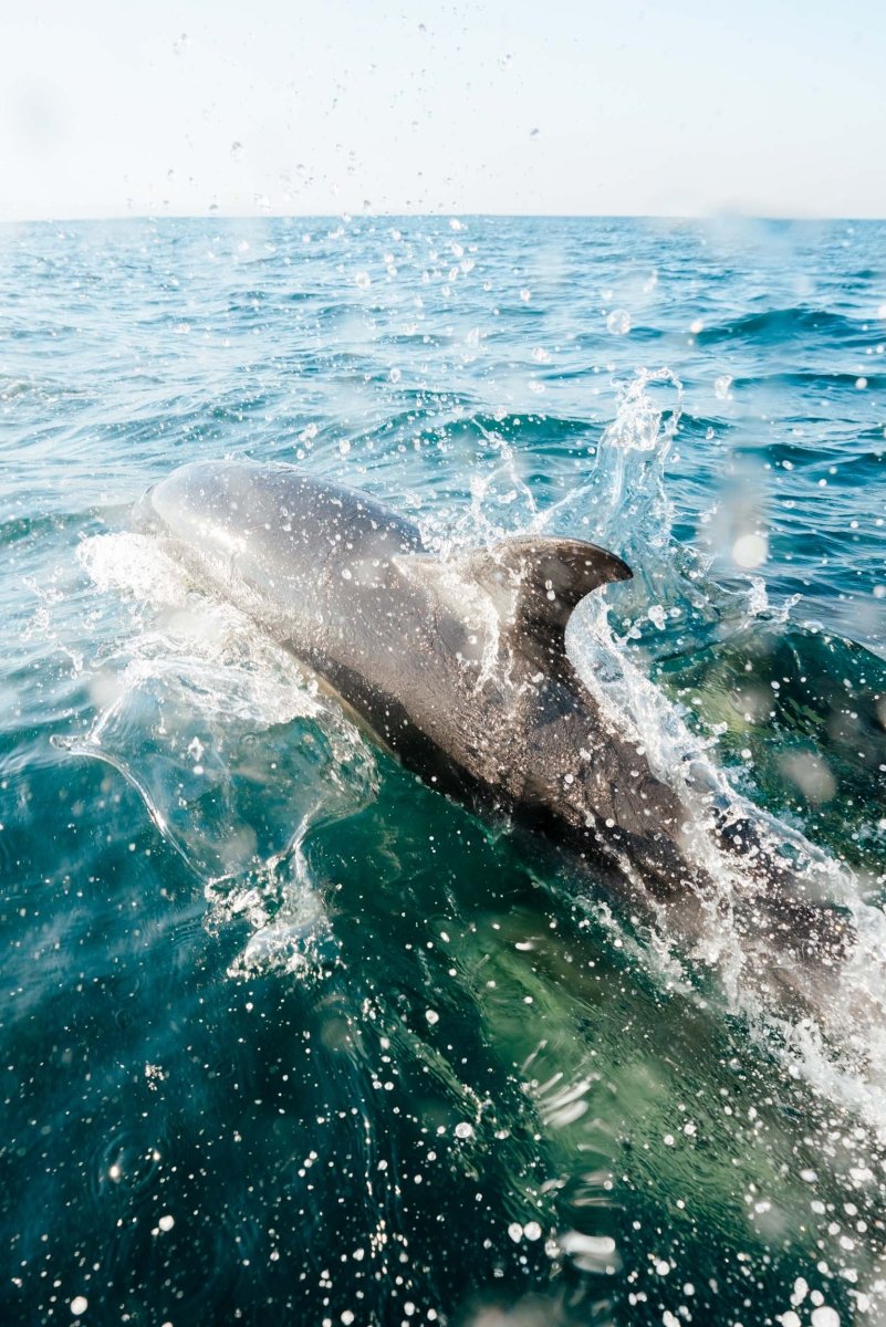 A dolphins fin cuts through the surface of the ocean as it swims forward.