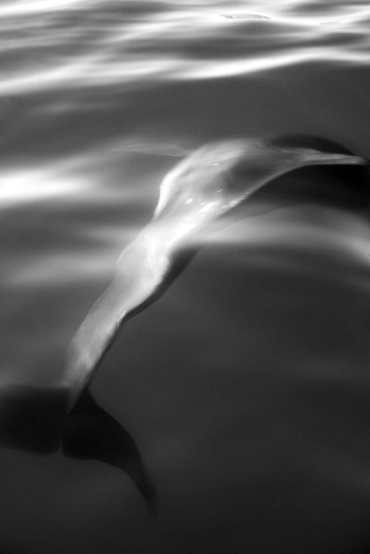 Chromaflow (1 of 10)