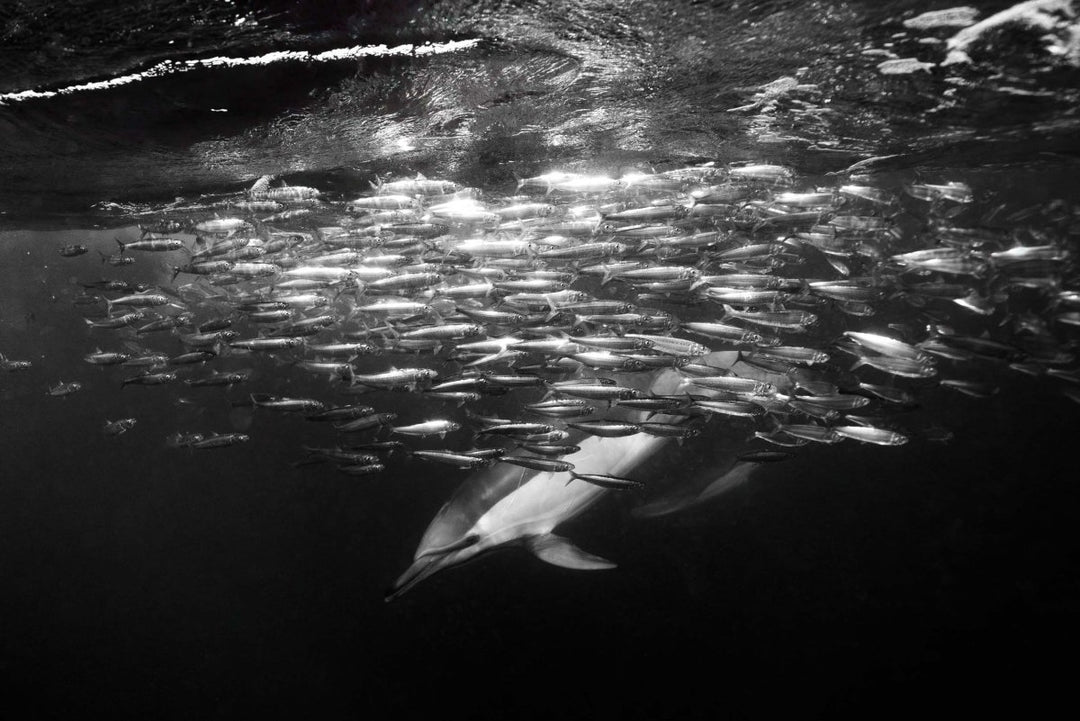 Underwater image taken of dolphins and sardines while freediving with the Sardine Run along the wild coast of South Africa.