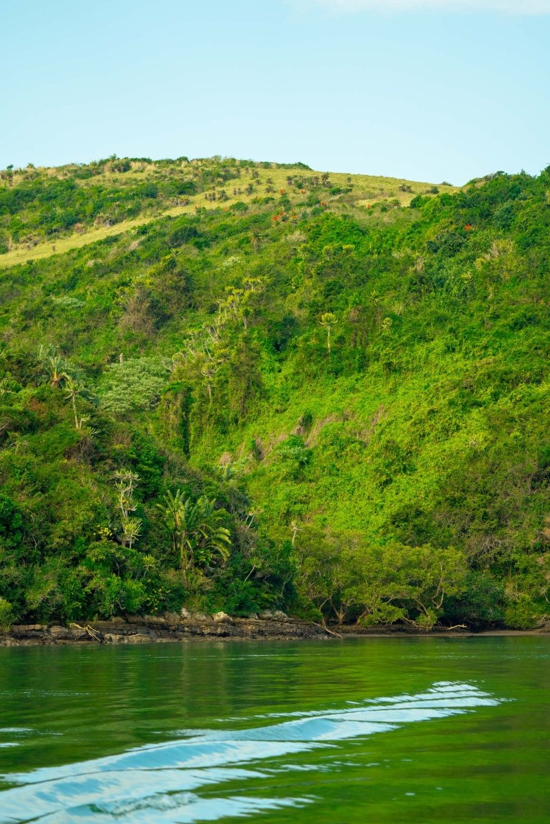 The green and lush fauna of the wild coast in south africa.