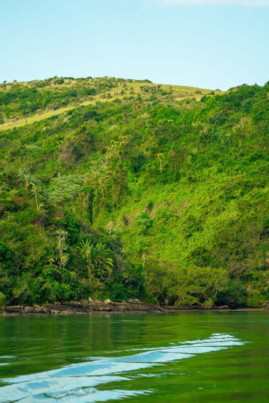 The green and lush fauna of the wild coast in south africa.