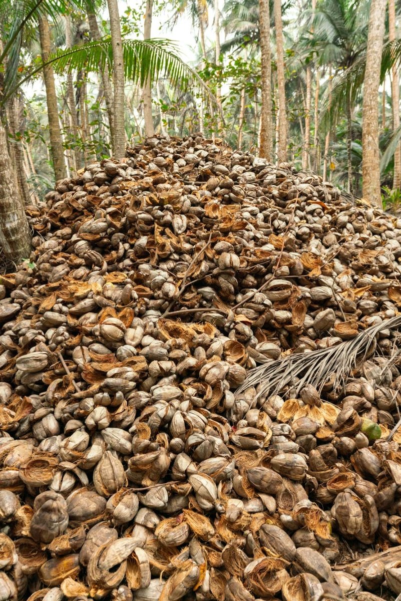 A huge pile of empty and harvested coconuts sitting beneath its palm trees on Rolas Island