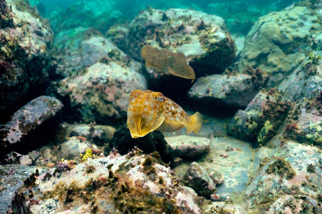 Underwater image of two cuttlefish being curious underwater while snorkeling along the coast of Principe Island at Praia Bom Bom.