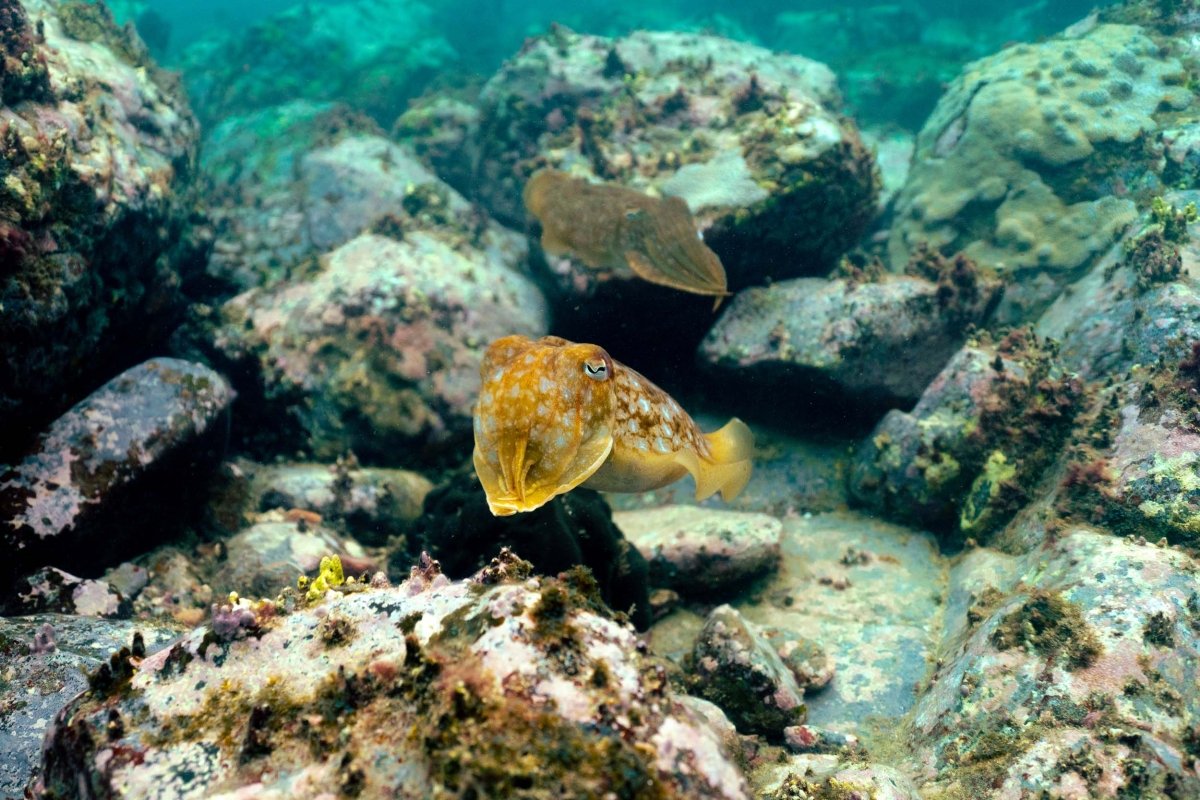 Underwater image of two cuttlefish being curious underwater while snorkeling along the coast of Principe Island at Praia Bom Bom.