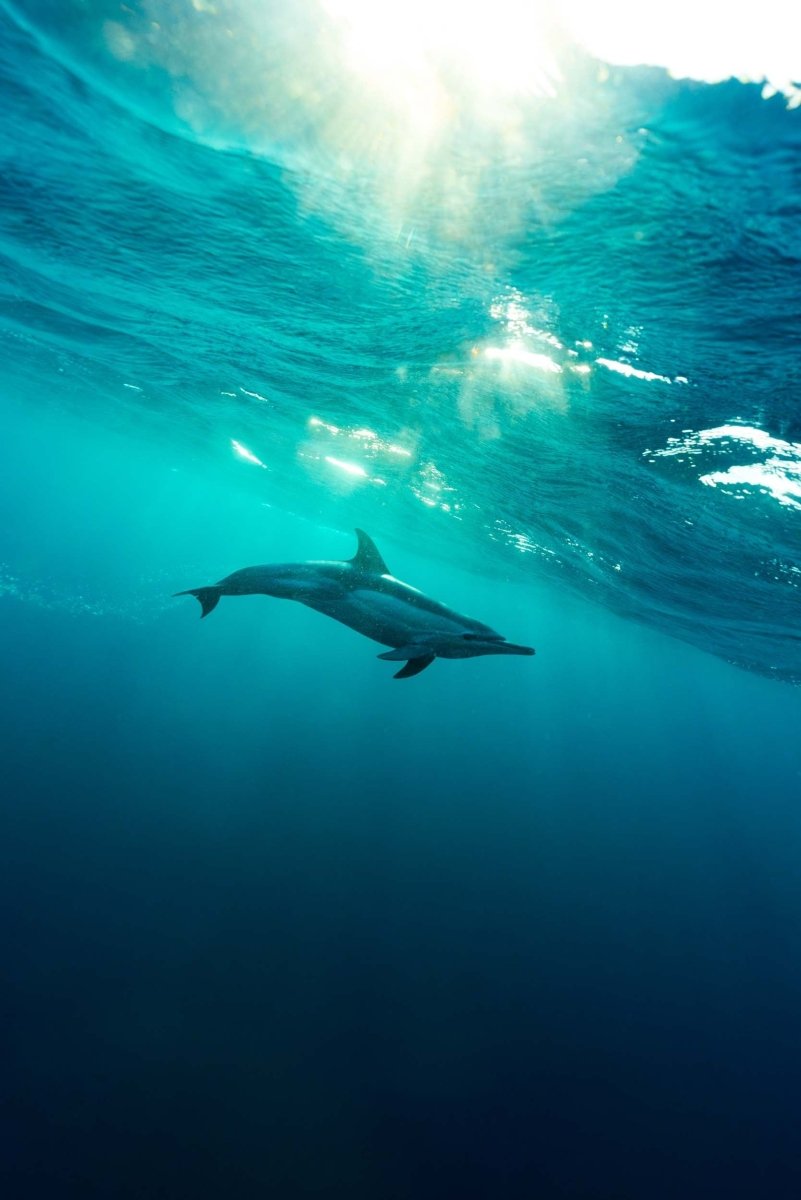 A single dolphin swims gracefully along wave in clear blue water.