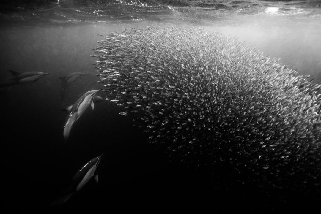 Underwater image taken while freediving dolphins along the wild coast of South Africa.