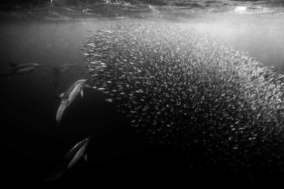 Underwater image taken while freediving dolphins along the wild coast of South Africa.