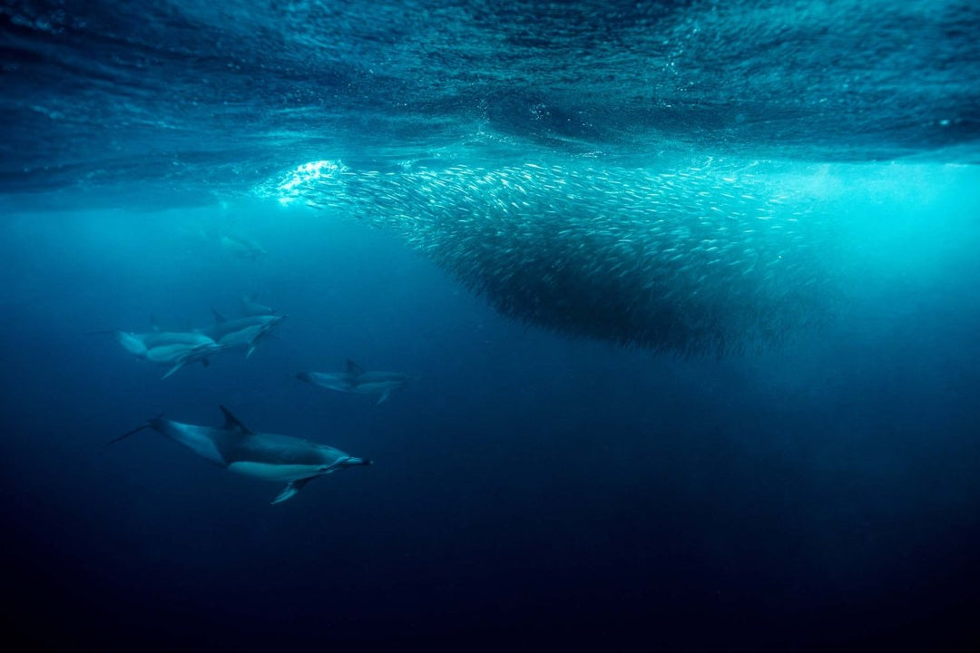 Underwater image taken while swimming with dolphins the wild coast of South Africa.