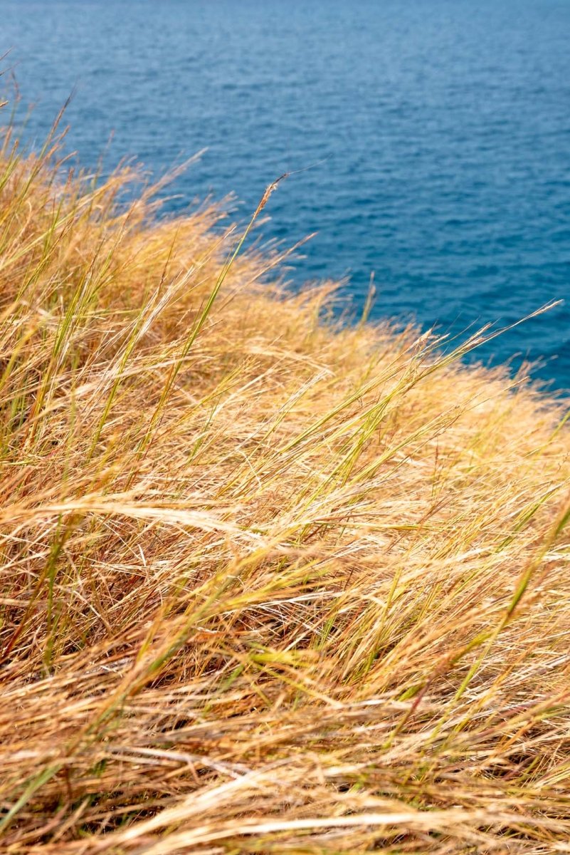 Dry grass moving gently in the calm winds of the Lagoa Azul Bay in Sao Tome and Principe.