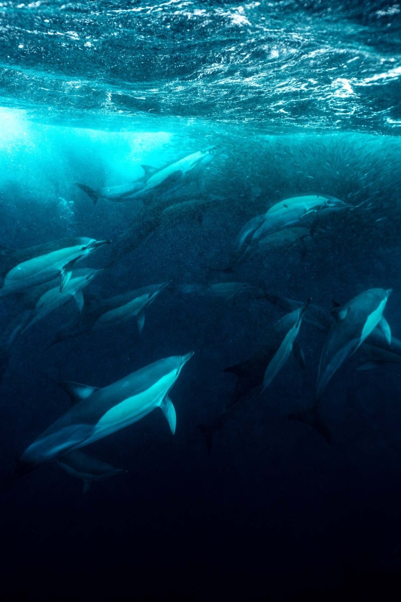 A group of dolphins hunting the sardine bait ball.