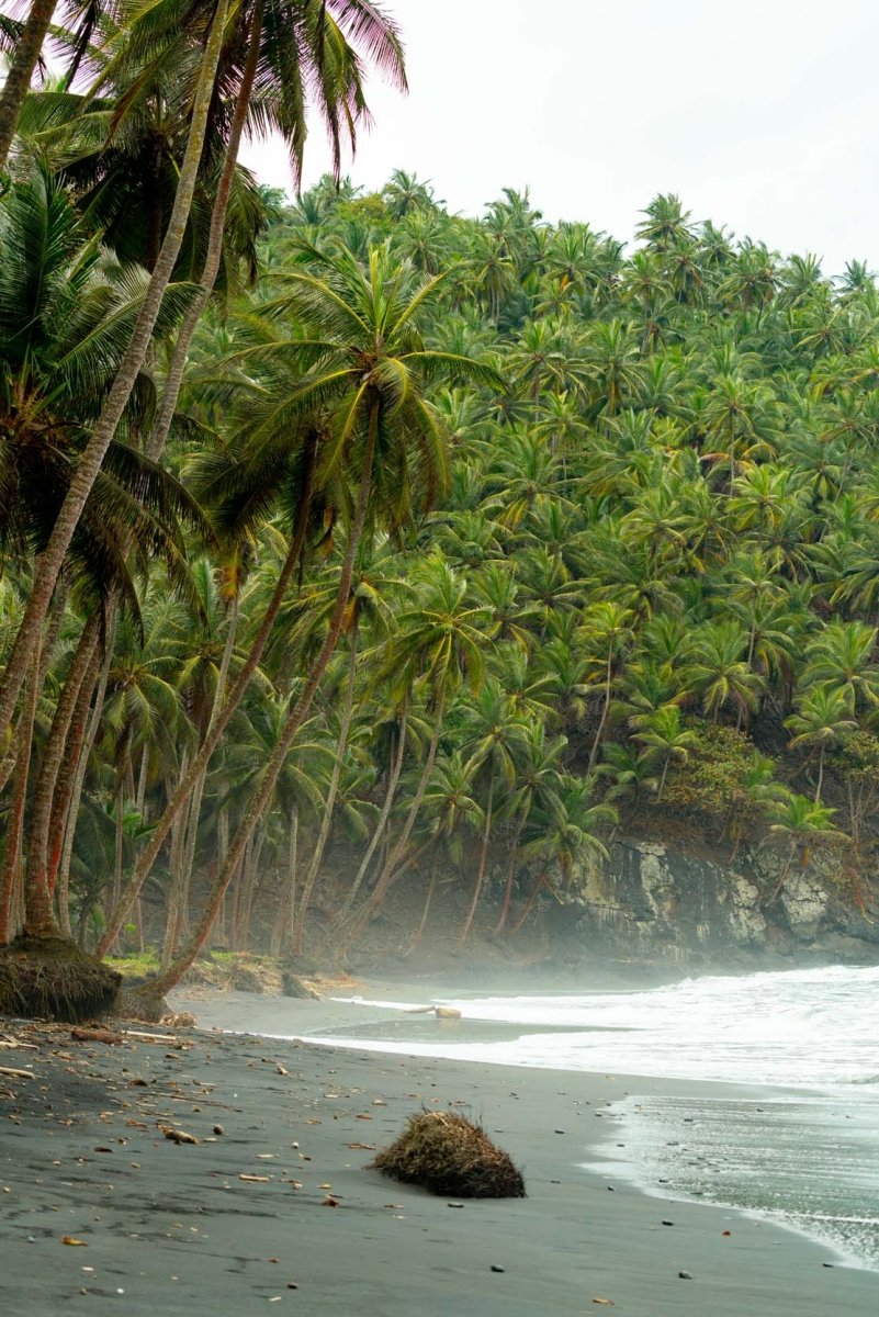 Black sand beach with lush palm trees meeting the sea in Sao Tome and Principe.