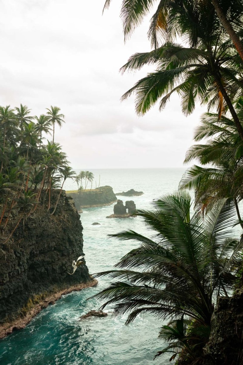Palm trees and tropicbirds surrounding cliffs of Rolas Island in Sao Tome and Principe.