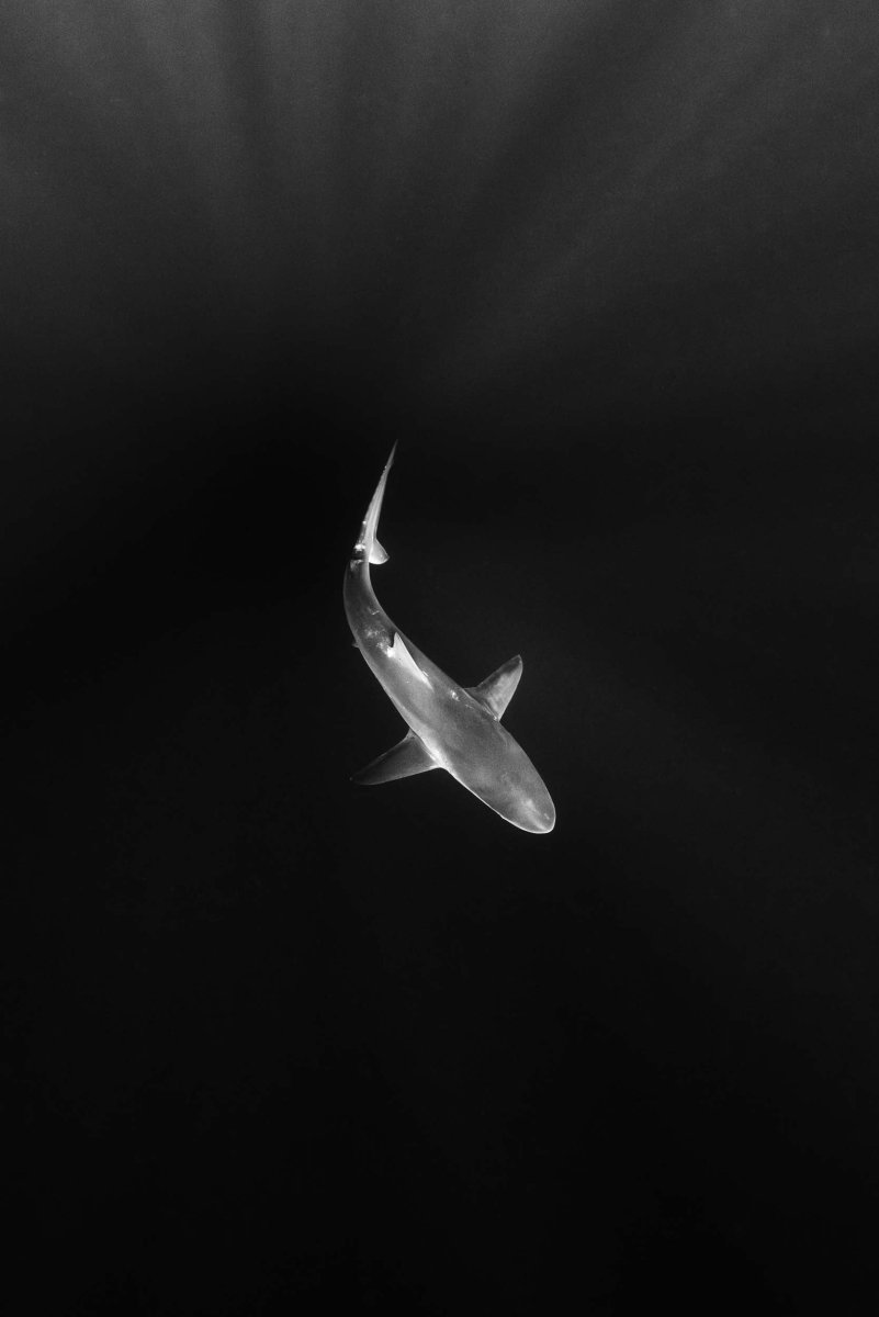 A shark swims below in black and white.