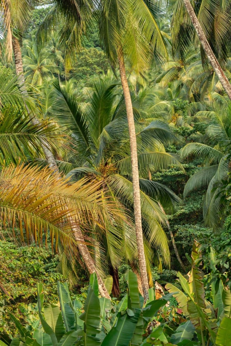 Layers of flora and palm tree leaves and vegetation