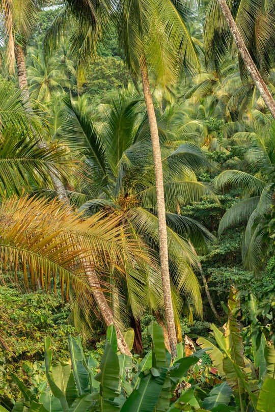 Layers of flora and palm tree leaves and vegetation