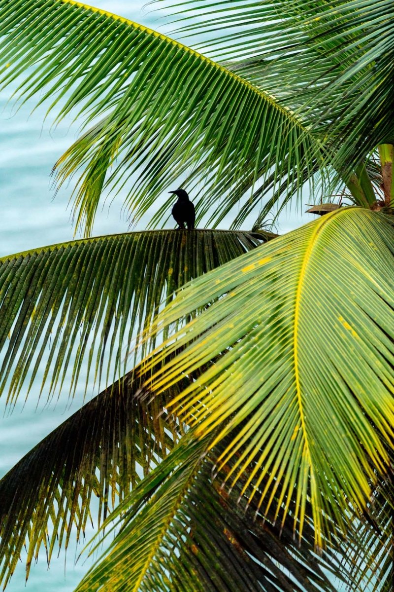 A bird sits tucked away on palm tree leaves in the south of Sao Tome island