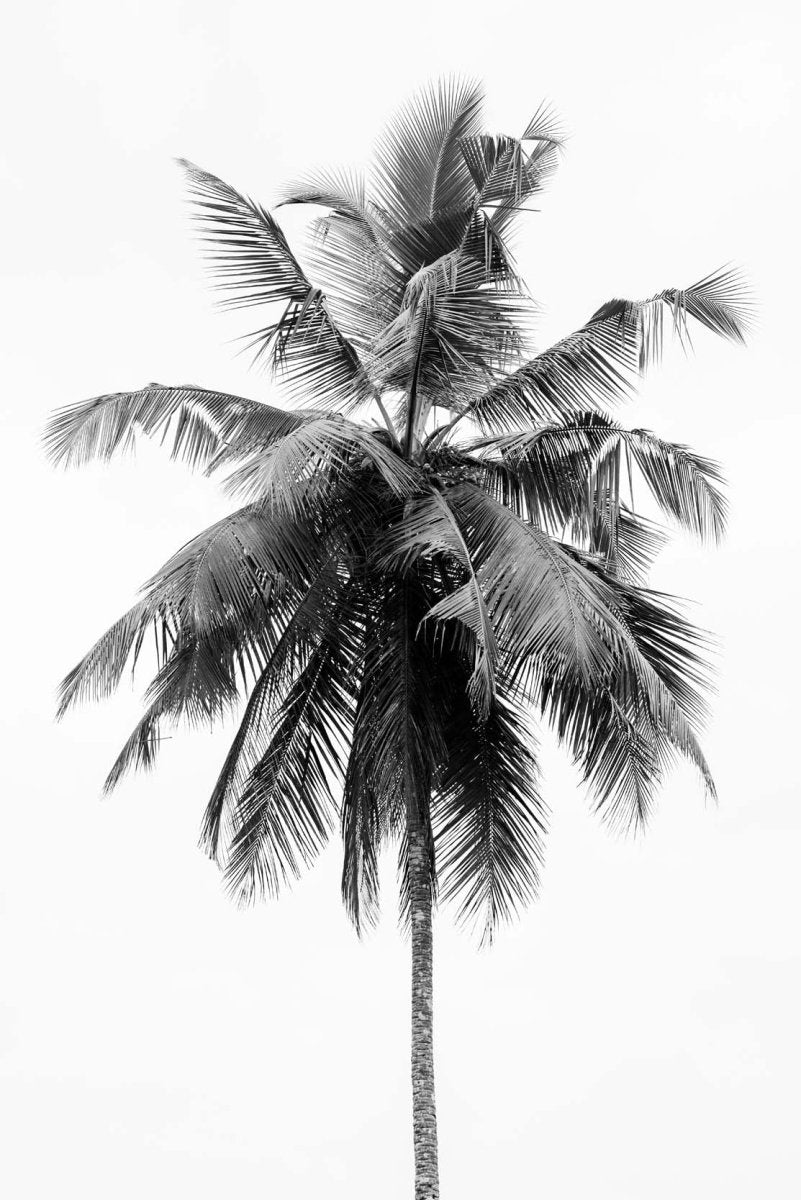 A single palm tree against plain white sky in black and white