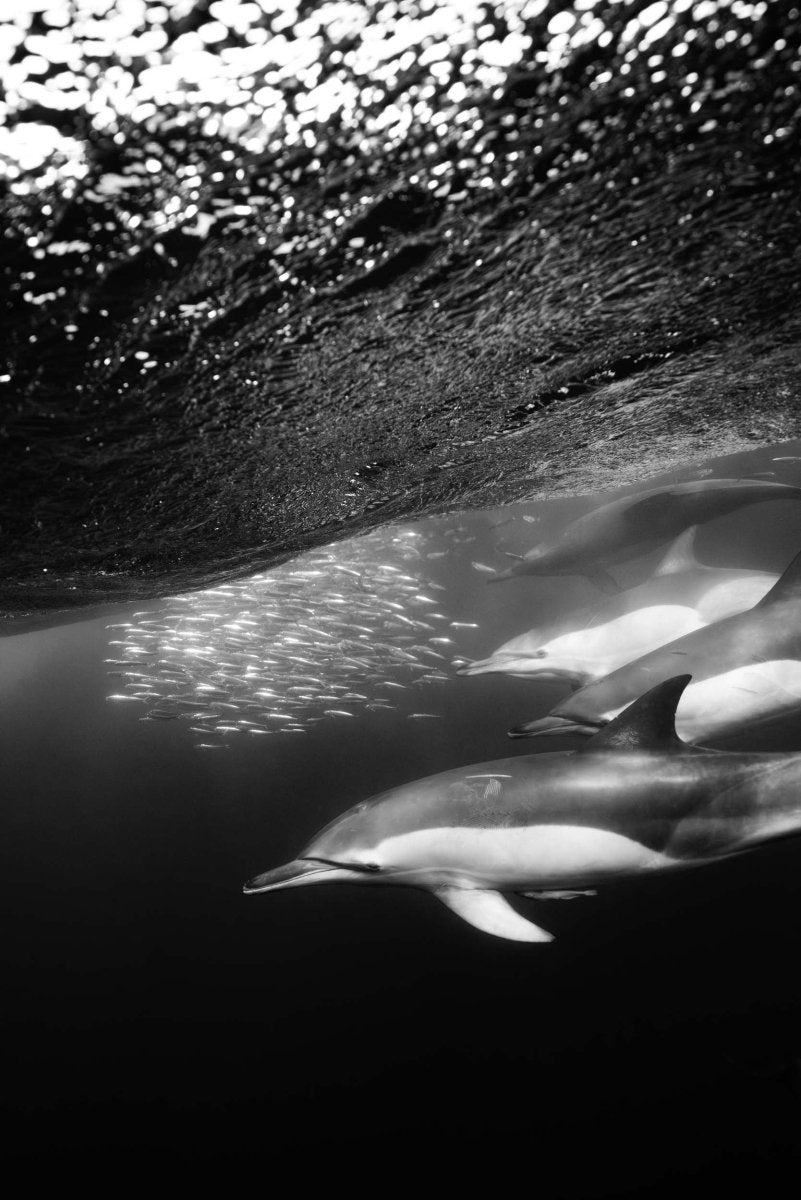 Dolphins in a pact hunting fish.