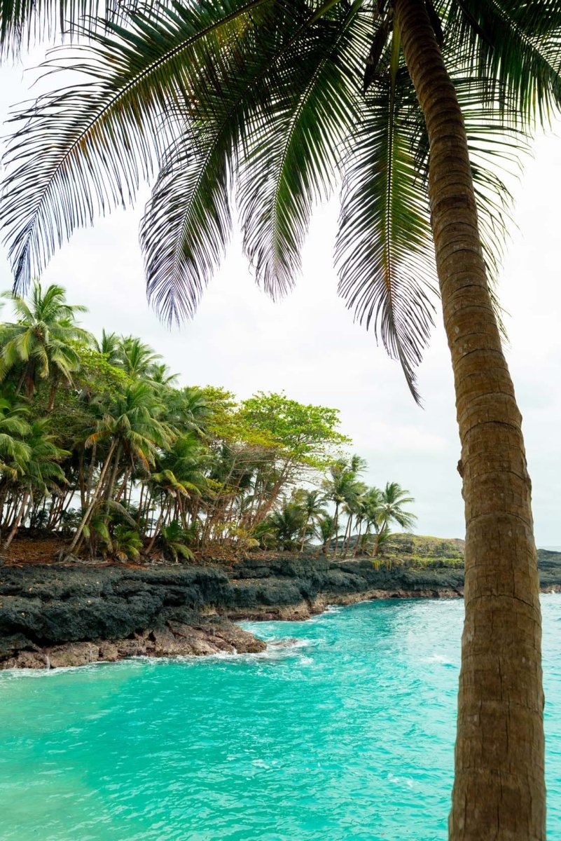 Palm tree making way for a window view of praia batteria on Rolas Island