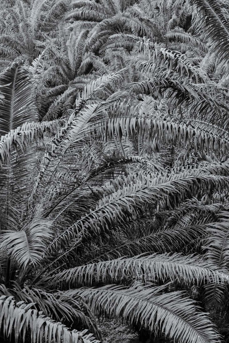 Palm trees and other flora in black and white.