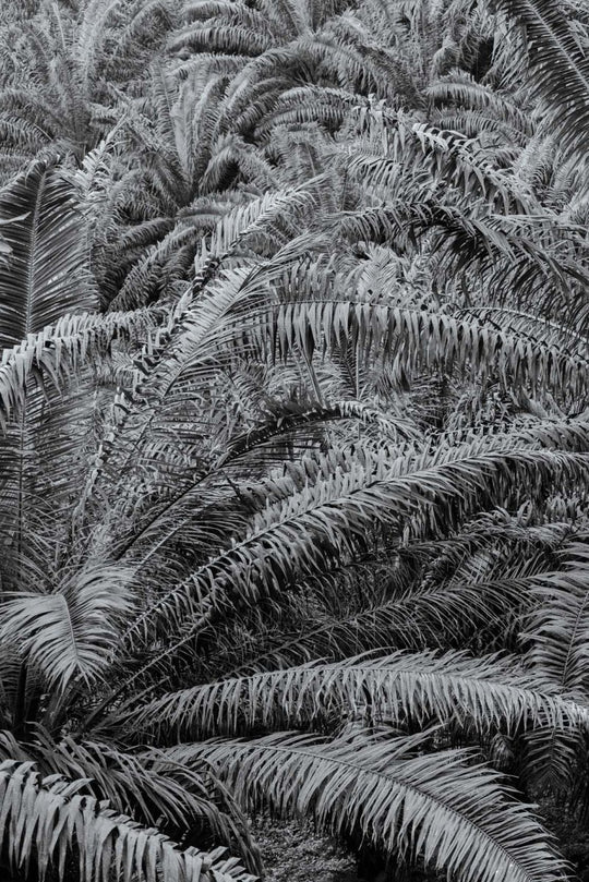 Palm trees and other flora in black and white.