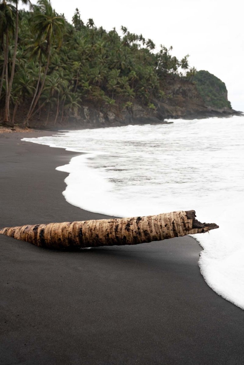 Fallen palm tree on an empty black sand beach