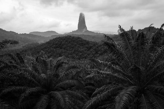 Viewpoint of Pico Cão Grande and its palm tree forest while driving towards the south of Sao Tome Island.
