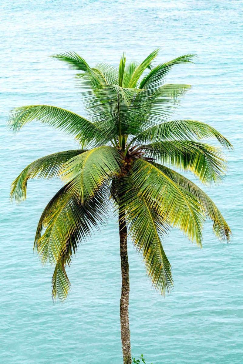 Single Palm tree with a turquoise sea backdrop