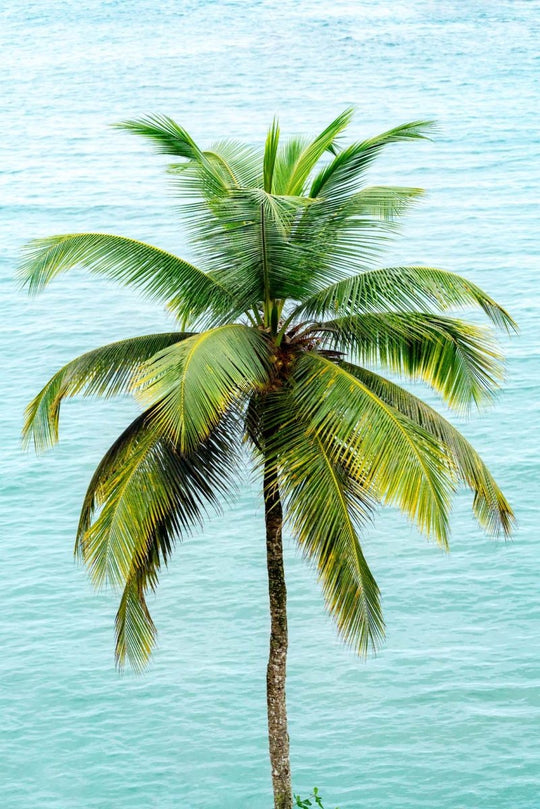 Single Palm tree with a turquoise sea backdrop