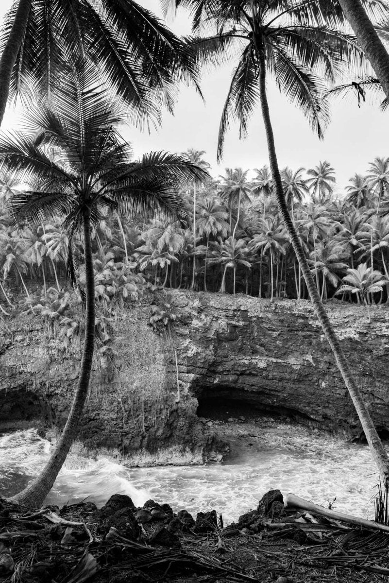 Black and white photograph of palm trees along cliffs on Rolas Island